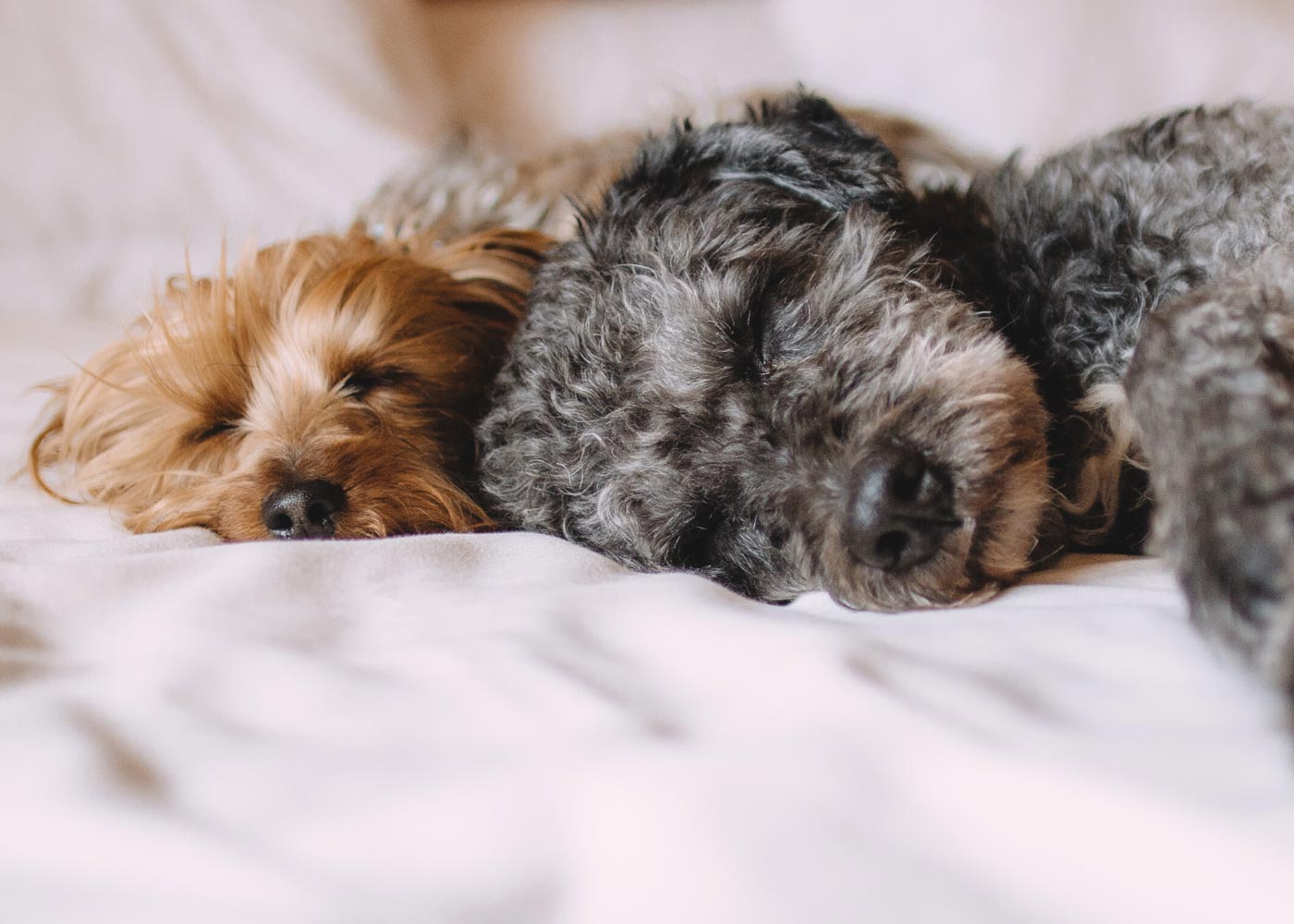 Allergen-Free Down Alternative Comforter